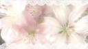 Discovery splash banner for ׅ   ꒰  ࣪    bᥣιssιes dƚι   ̣̣̥𓈒ִ݁ Discord server