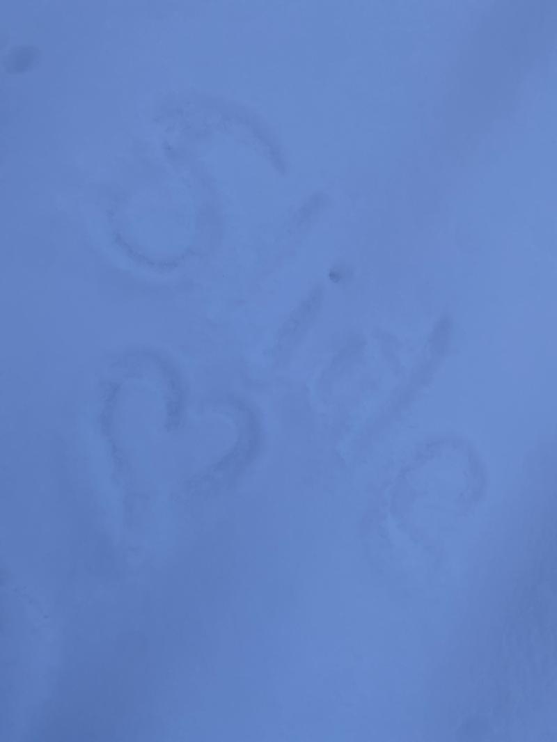 Discovery splash banner for Sea Soft (ABA Tournament) Discord server
