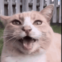 Discovery icon for Plethora of Discord Cat Memes Discord server