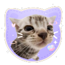 Discovery icon for cat piss aka' /sillycats 🎀 Discord server