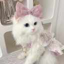 Discovery icon for 🎀 Ask To Dm  ^⩊^⟆ Cutecats﹒Social﹒Active﹒Guild tags﹒Vc﹒Giveaways & Emotes﹒Ask2DM Discord server
