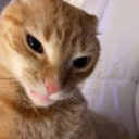 Discovery icon for 🐈 Cat Folder | Cats Server Discord server