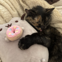 Discovery icon for ㆍ๑⑅ ⋆ /lysm ♡ ˕ ask2dɱ ˕ ƒriends ˕ giveaways ˕ pusheen! Discord server
