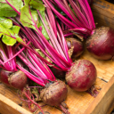 Discovery icon for Beet Garden Discord server
